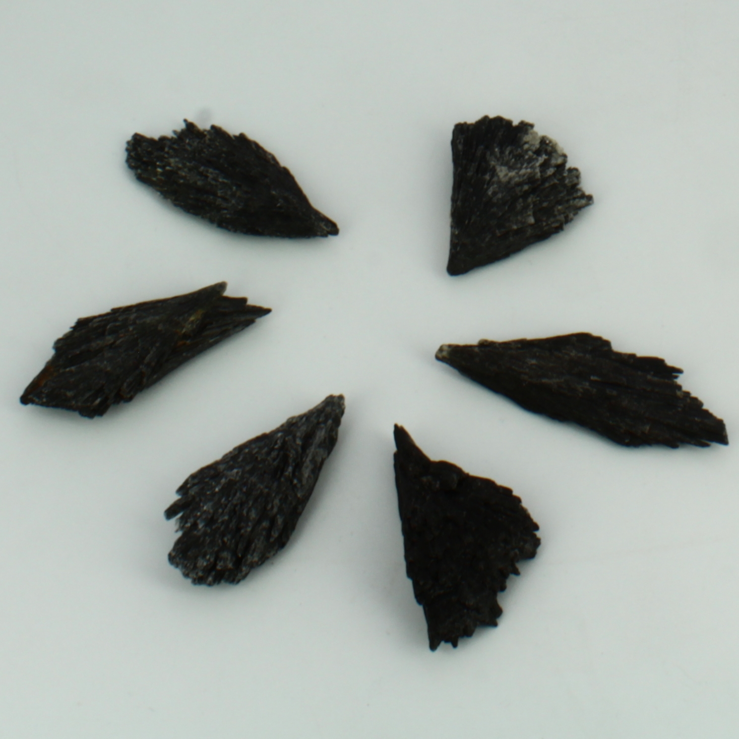 Cinita Negra